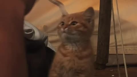 Adorable Cat