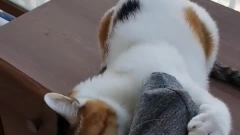 playful cat