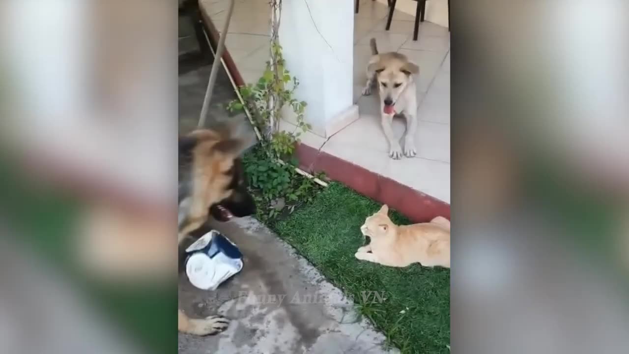 Funny video cat and dog