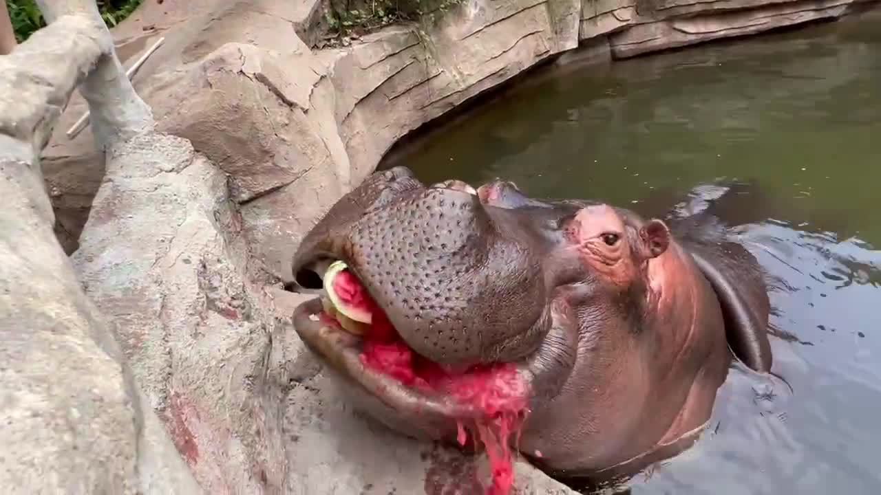 Hippo eats watermelon