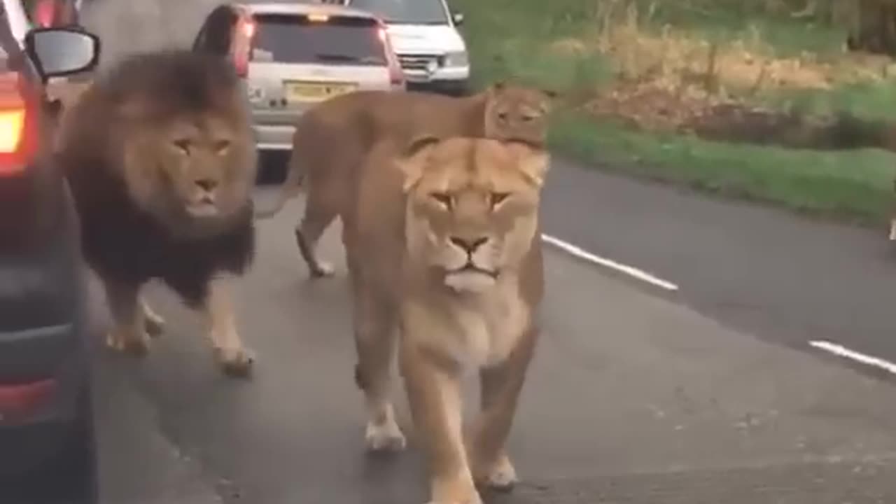 BELLEZAS INCREIBLES! 🦁