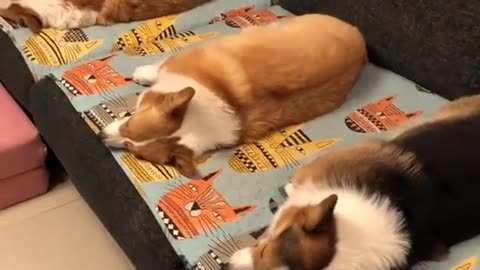 Welsh Corgies Sleeping Time!