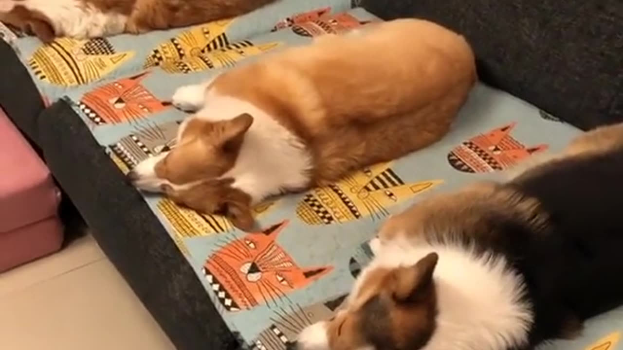 Welsh Corgies Sleeping Time!