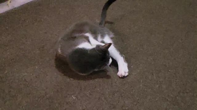 Slow Mo Cat