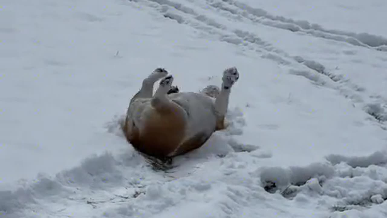 dog playing in snow