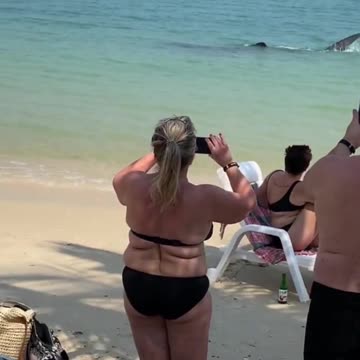 These people filming a huge shark that's swimming near the beach
