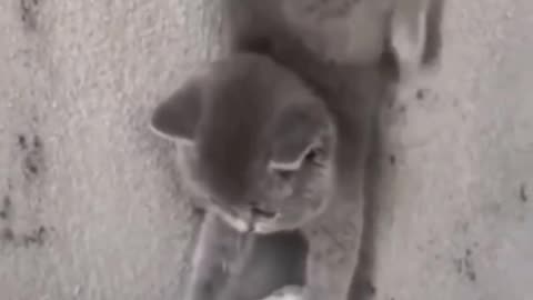 Cat #funny