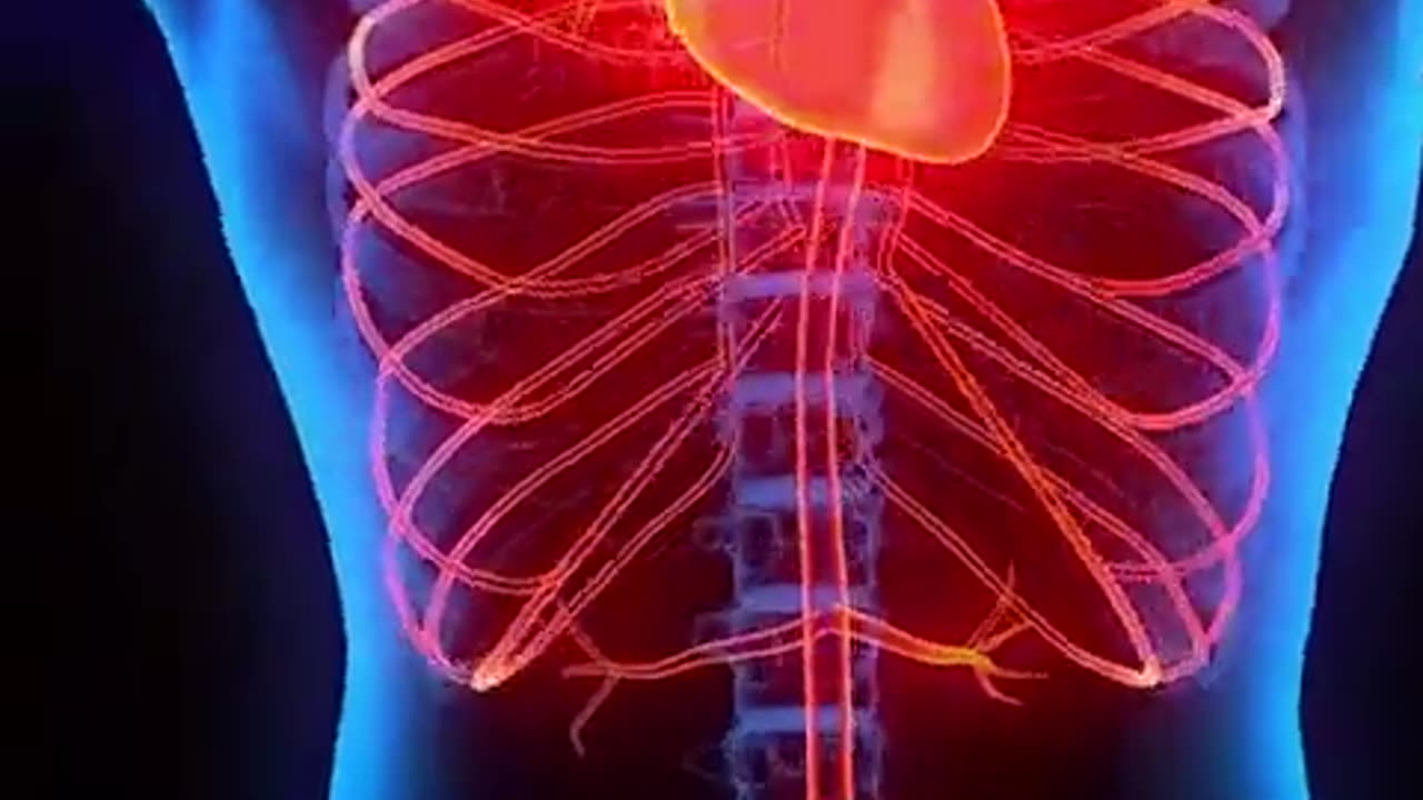 Inside your body. Organs that keep us alive