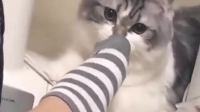 Funny and Cute cat Video 6