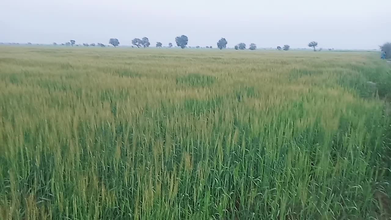 The Wheat crop is evening in my village!