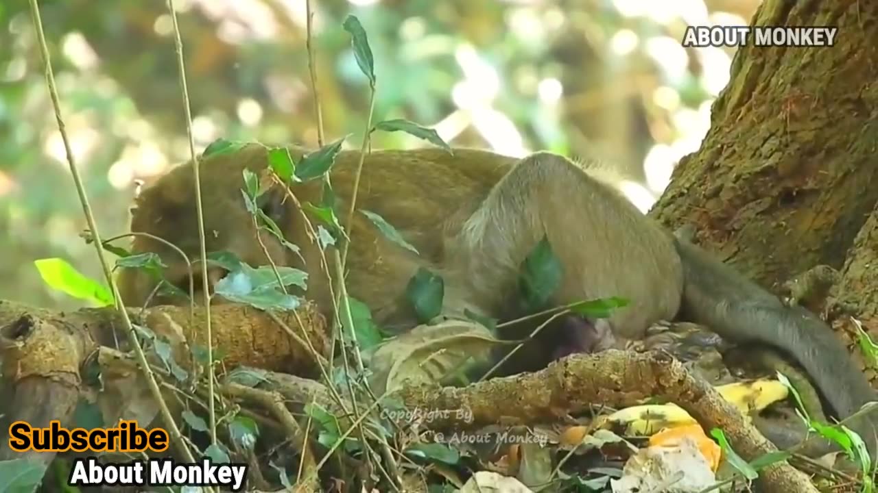 Momma with baby stuck in birth canal. Baby passes so sad