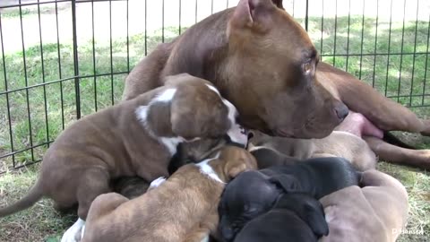 Pitbull momma with her puppies