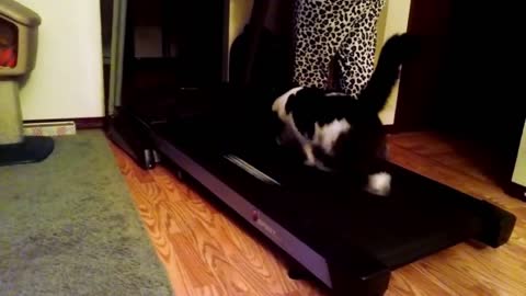 Catto running on treadmill