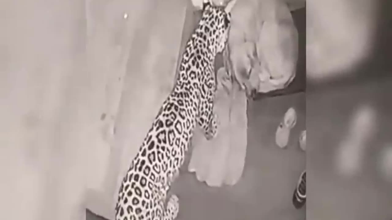 Leopard attacks on dog - viral video