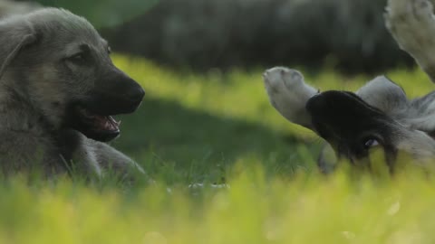 The dog is playing