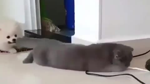 Strange and funny behavior of animals 2q