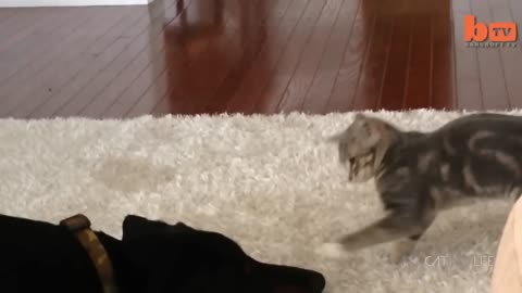 CATS VS DOGS FUNNY COMPLIMENTS PART;-3