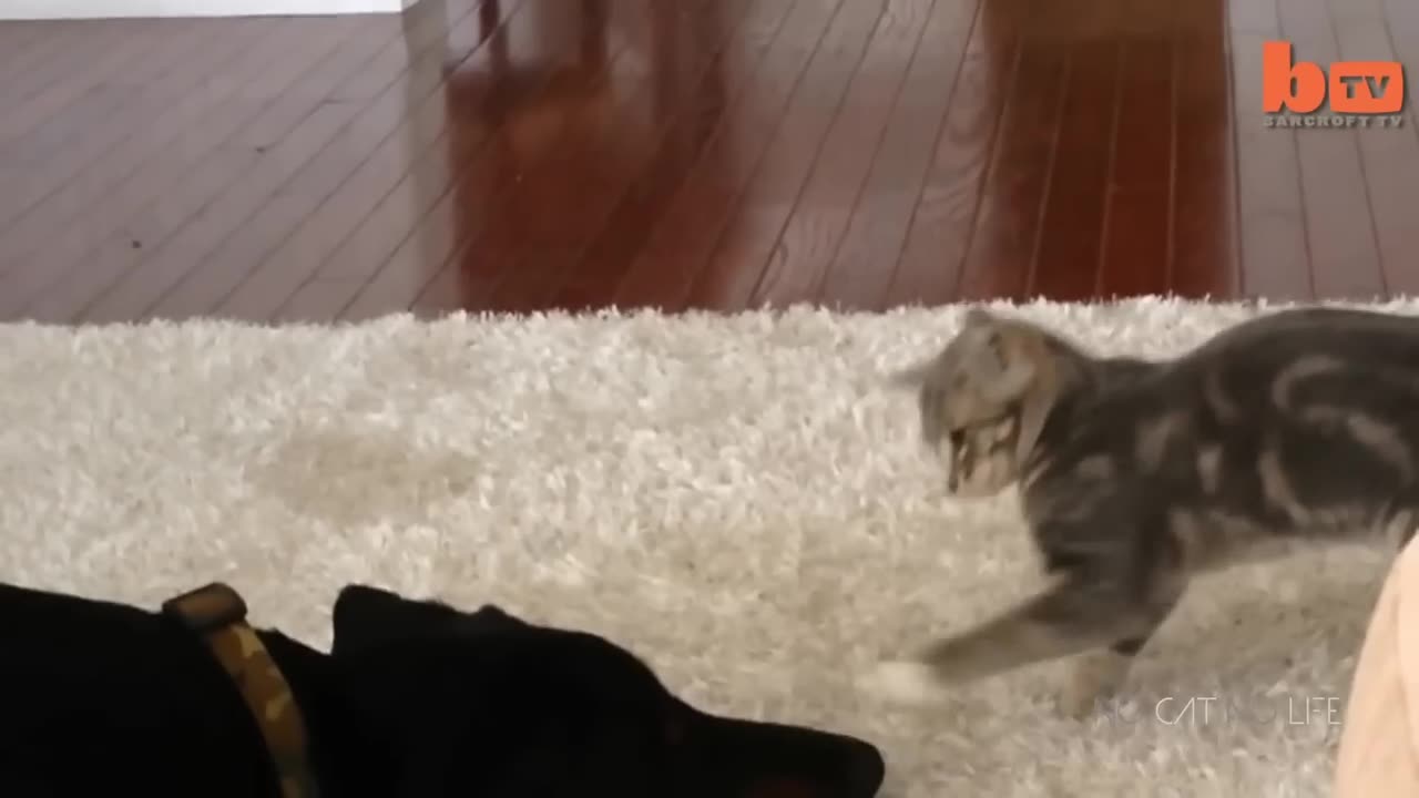 CATS VS DOGS FUNNY COMPLIMENTS PART;-3