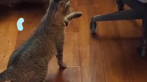 Cat playing with a hanger