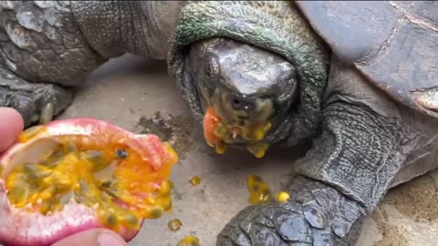 Turtles eat passion fruit