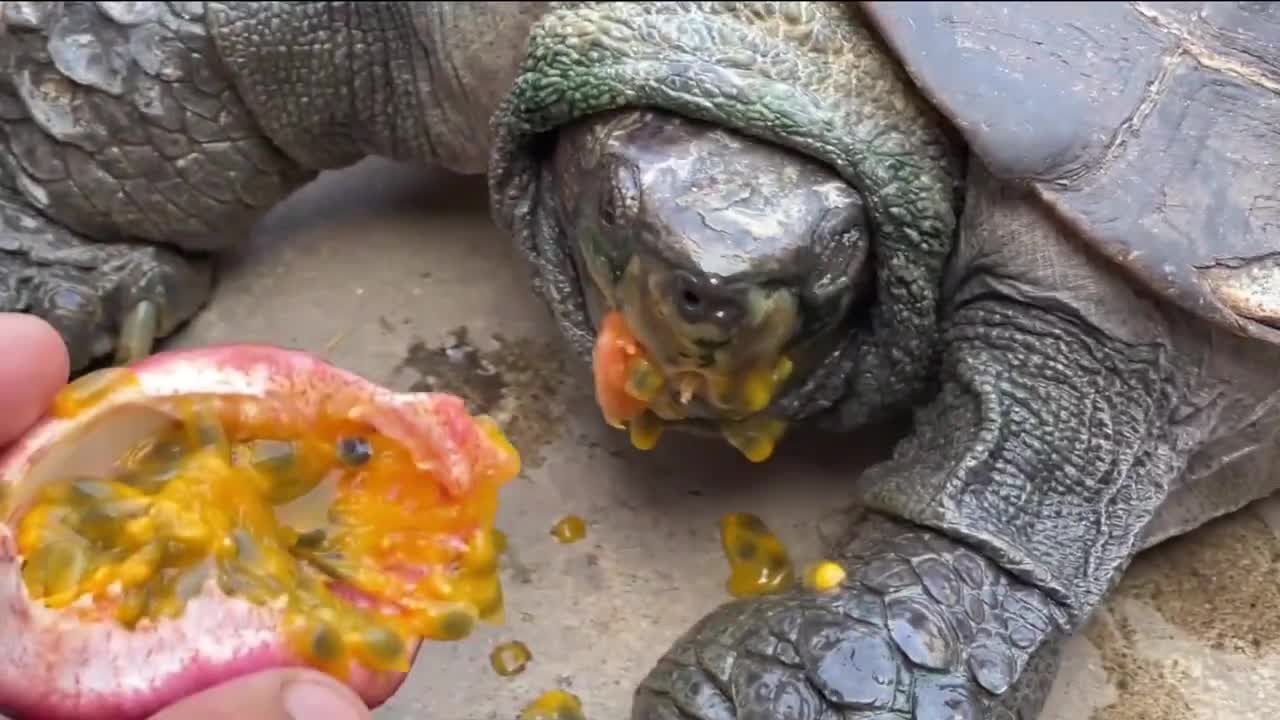 Turtles eat passion fruit