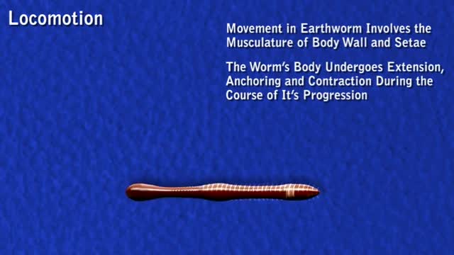 Earthworm- movement - hydrostatic skeleton_Cut