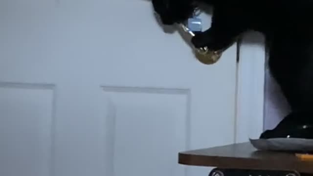 Clever Cat Makes An Escape