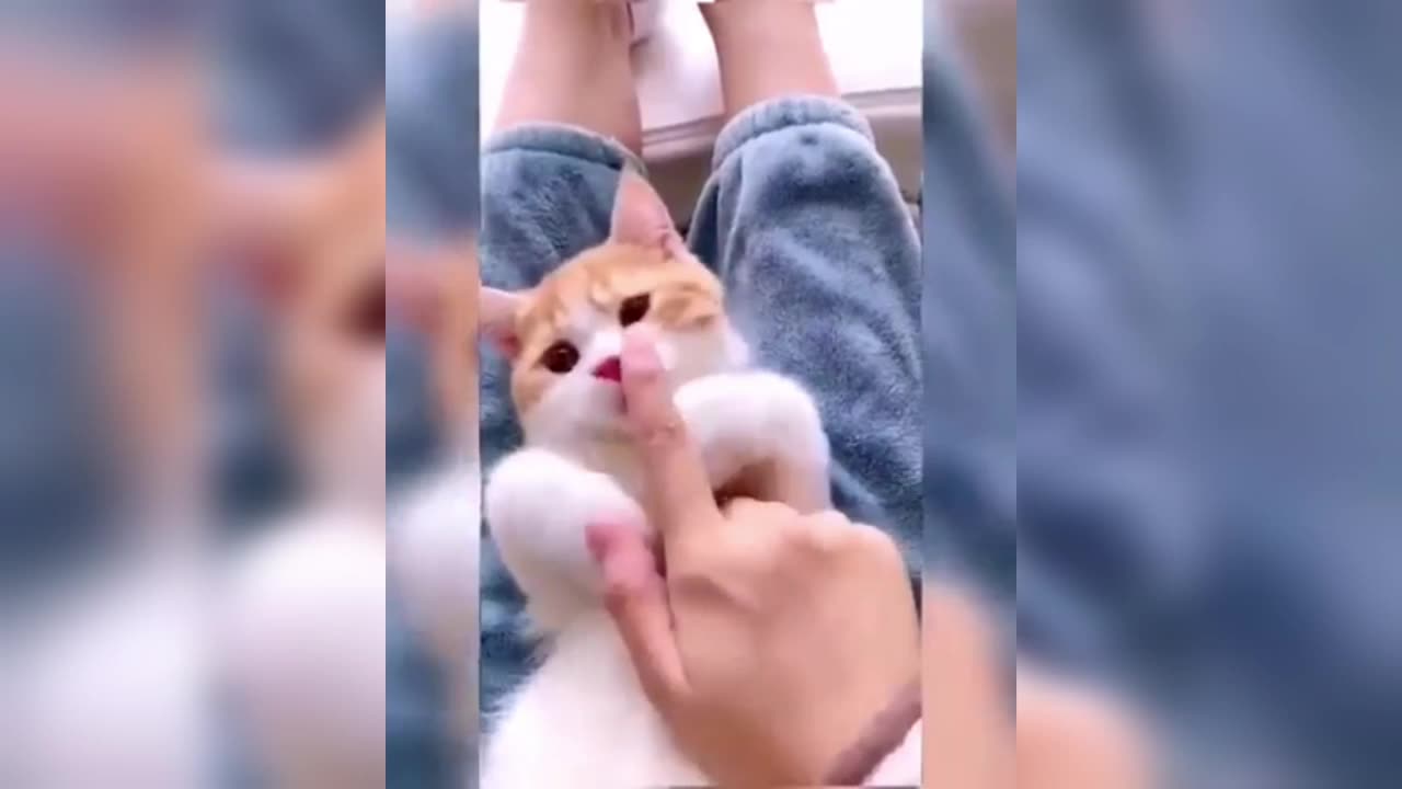 The Funniest Cat Video 🐱🐱🐱🐱