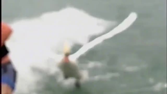 This swan was fed up with human skateboarding in his lake and was shocked by the sight.