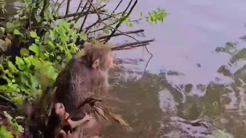 Monkey.Mom saves the child !!!🤔