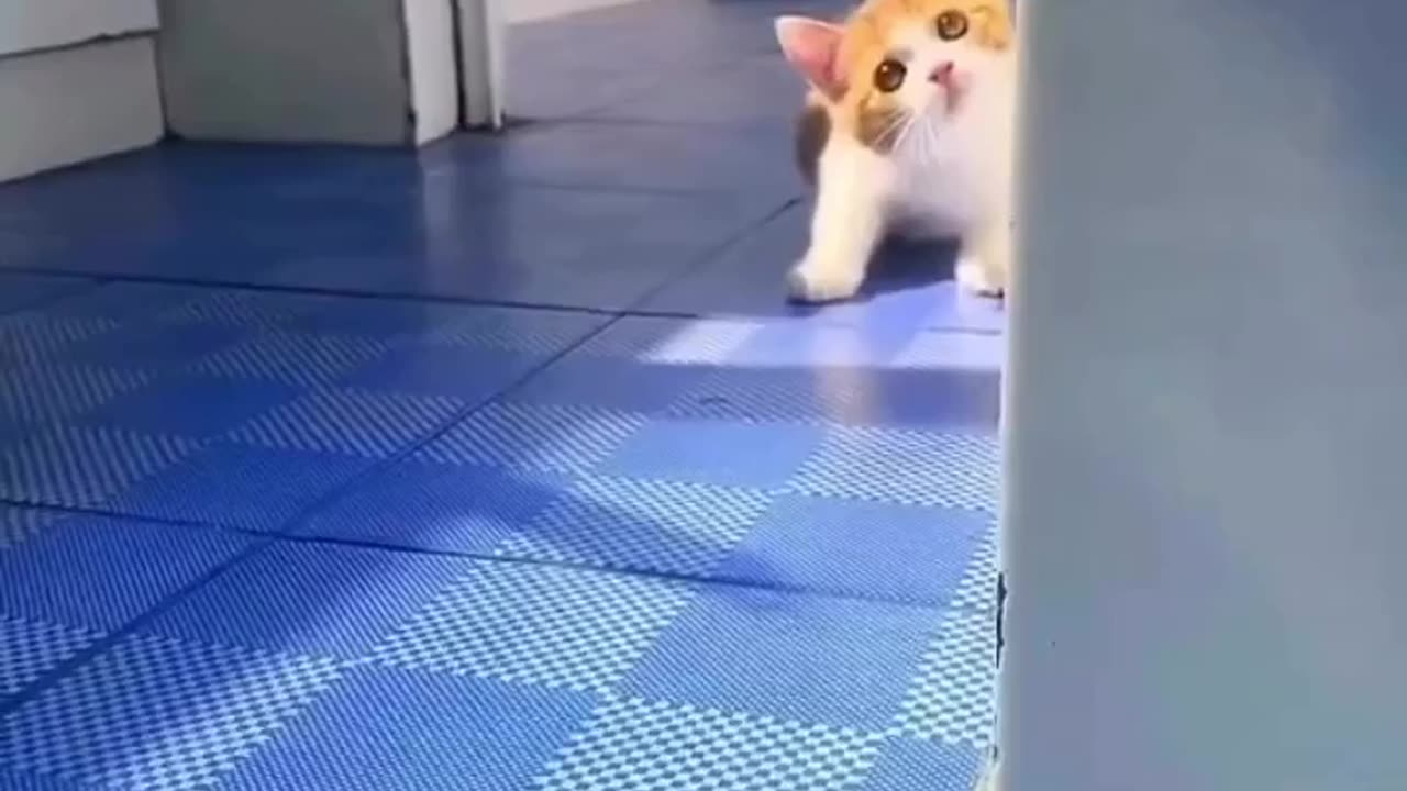 Cat funny video don't judge by its cover 😂 cats also have powers