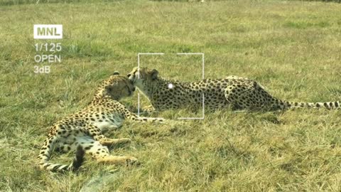 fastest animal in the world. Panther 🐆