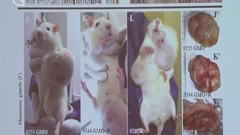 GMO Thực phẩm Biến đổi Gen Thời khắc của sự thật