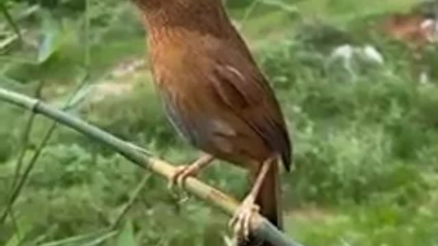 #Shorts.Youtube shorts video.Youtube shorts.Singing birds...