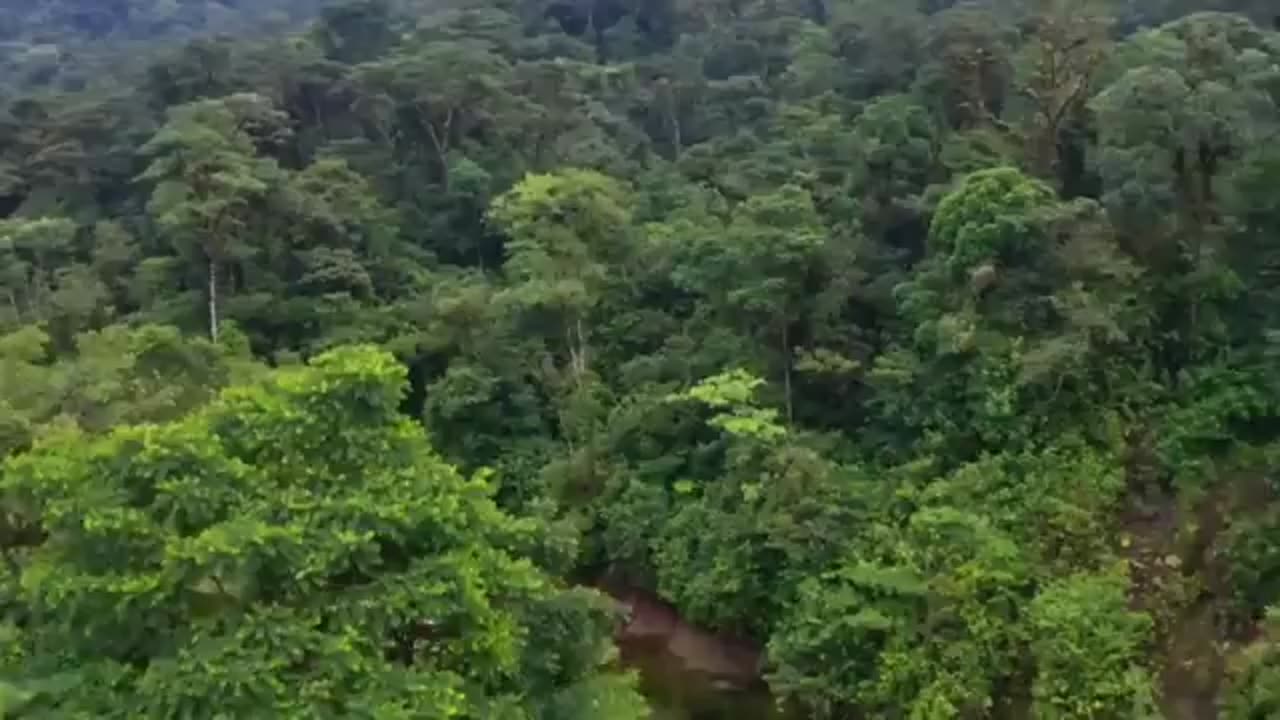 forest tiger attack 🌲🐅 royal bengal tiger attack | tiger attack man in the forest.