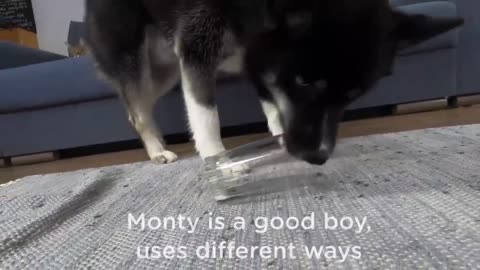 Is A Dog Really Smarter Than A Cat? I Check the IQ of Husky And Kitty