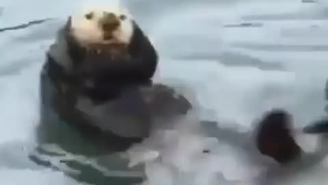 Ottercrunches