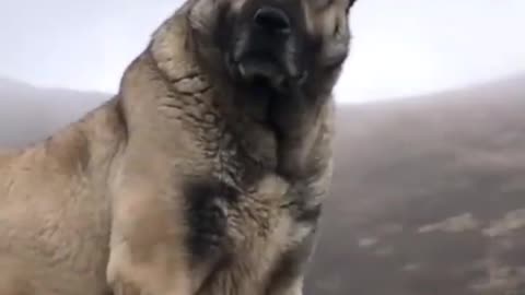 KANGAL DOG ATTITUDE STATUS. 🐕🐕