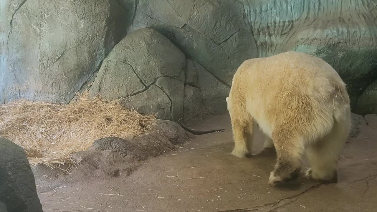 Anana Polar Bear Meets Rat Snake