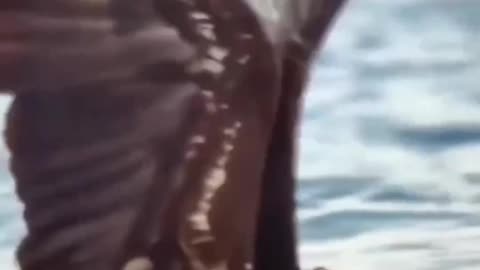 What happened when the eagle caught a crab