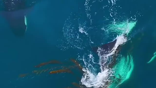 Listen to the sounds of these Danger Dolphins as they swim through some kelp!