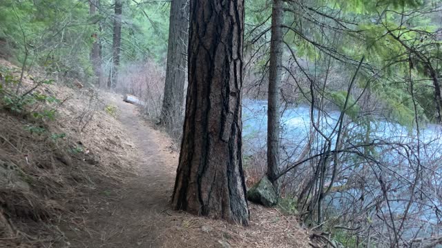 Exploring the River's Edge – Metolius River National Recreation Area – Central Oregon – 4K