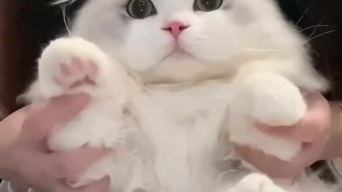 Cute cat dance ✨