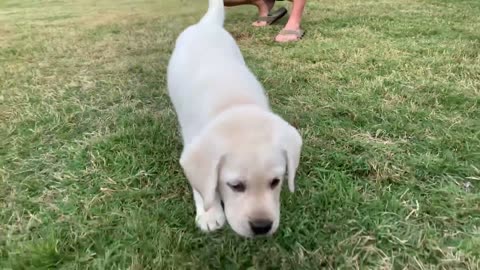 GREAT ESCAPE! Adorable Lab Puppies Play Outside