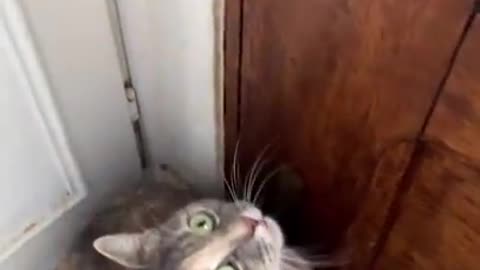 The Funny Cat Video - Full Length!