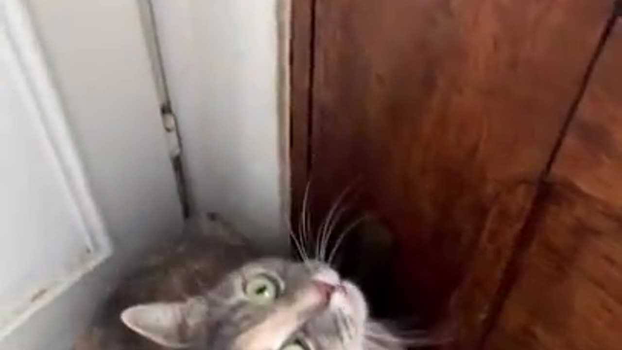 The Funny Cat Video - Full Length!