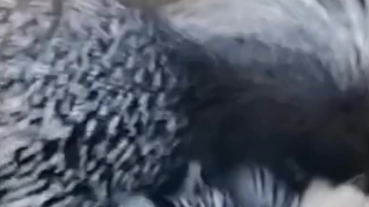 Porcupine Mommy Takes Her Babies Out On An Adventure