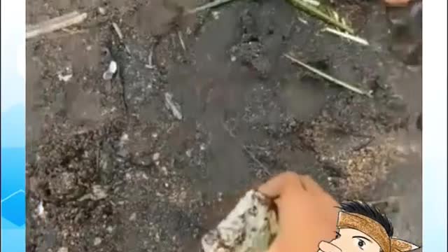 crocodile love