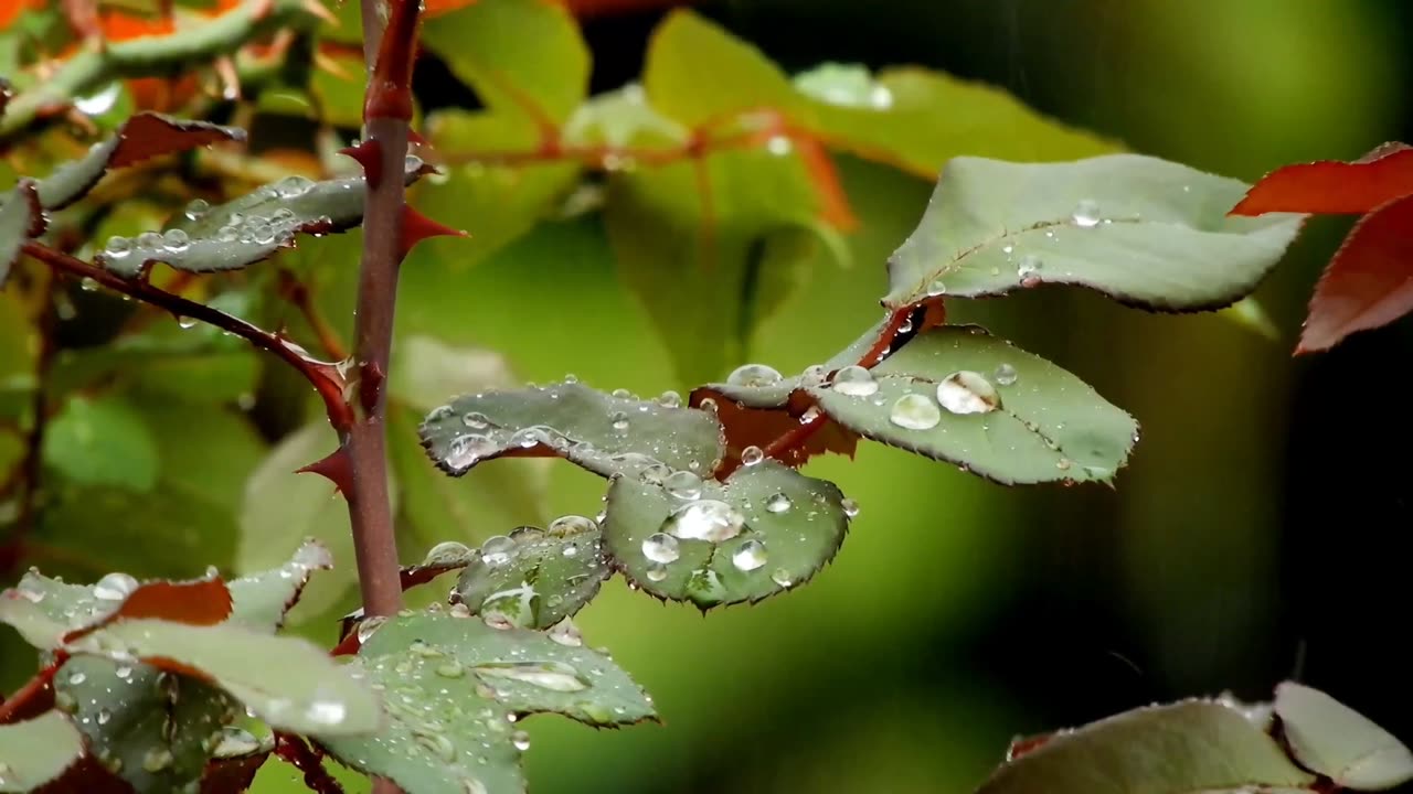 Raindrops meditation video || meditation music video|| new video 2024