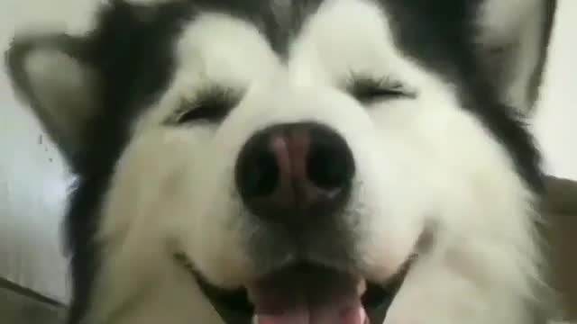 A cute and moving dog.